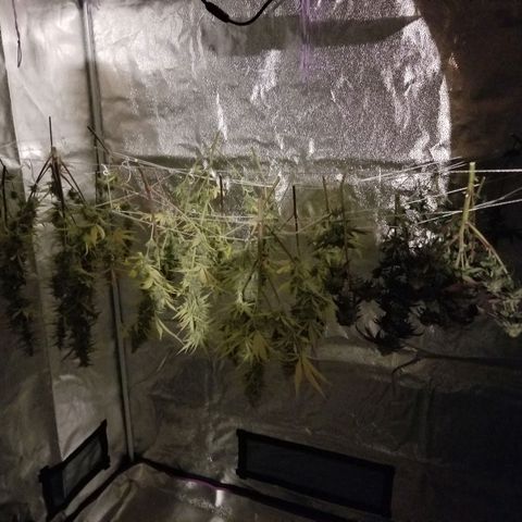 Caramelicious  growlog timeline photo