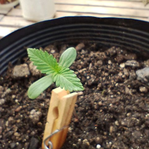 Sour Diesel Haze growlog timeline photo