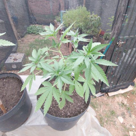 Sour Diesel Haze growlog timeline photo