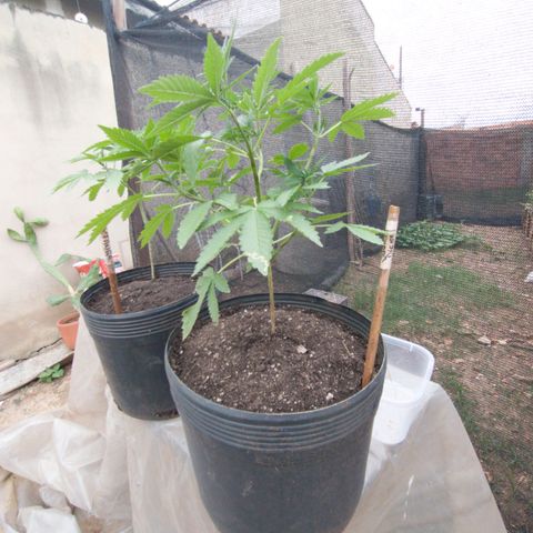 Sour Diesel Haze growlog timeline photo