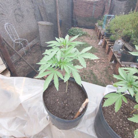 Tangie OG growlog timeline photo