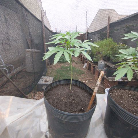 Tangie OG growlog timeline photo