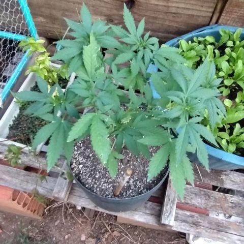 Tangie OG growlog timeline photo