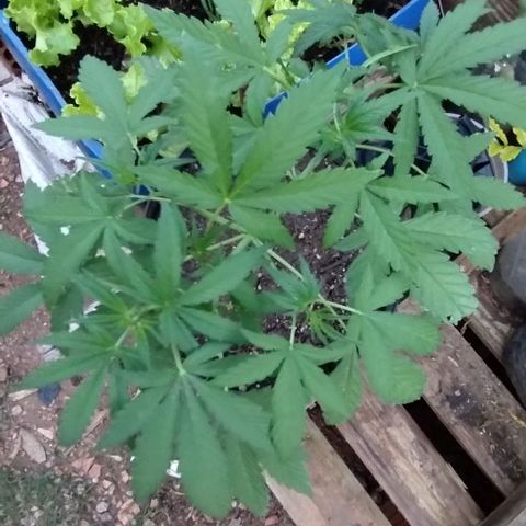 Sour Diesel Haze growlog timeline photo