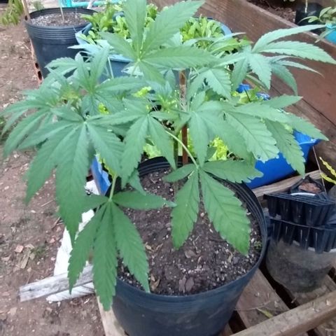 Sour Diesel Haze growlog timeline photo