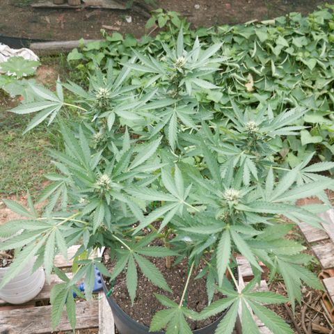 Sour Diesel Haze growlog timeline photo