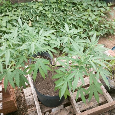 Tangie OG growlog timeline photo