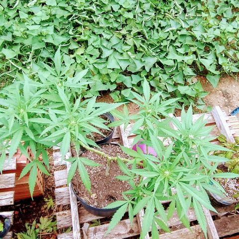 Tangie OG growlog timeline photo