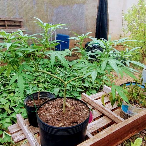 Tangie OG growlog timeline photo