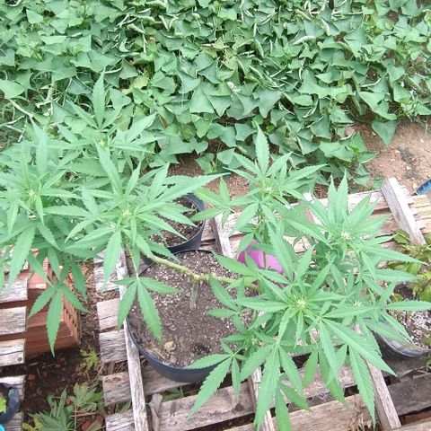 Tangie OG growlog timeline photo