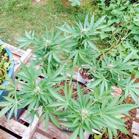 Sour Diesel Haze growlog timeline photo