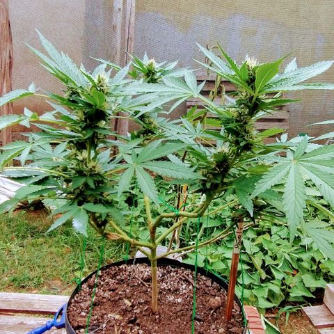 Sour Diesel Haze growlog timeline photo