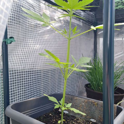 Quick One growlog timeline photo
