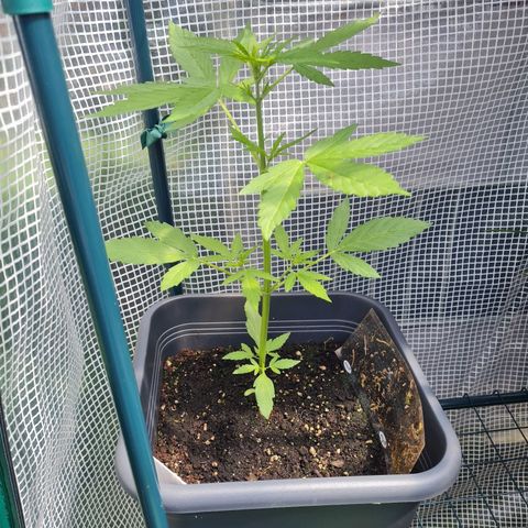 Quick One growlog timeline photo
