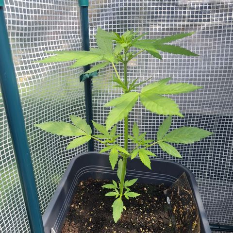 Quick One growlog timeline photo