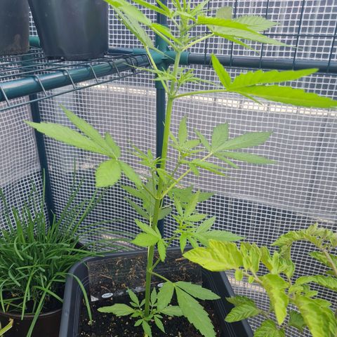 Quick One growlog timeline photo