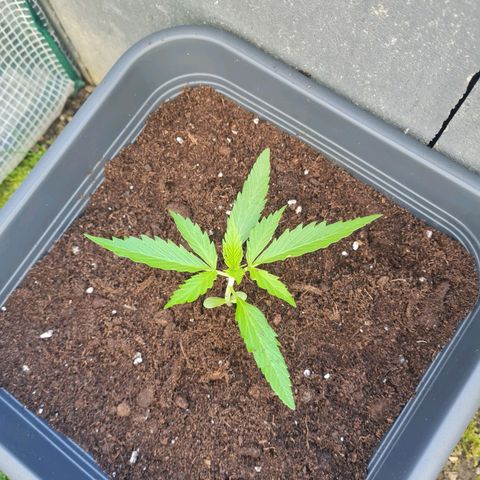 Royal Haze Automatic growlog timeline photo