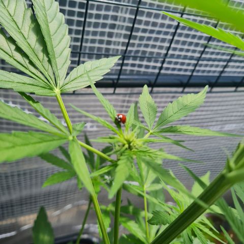 Quick One growlog timeline photo