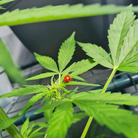 Quick One growlog timeline photo
