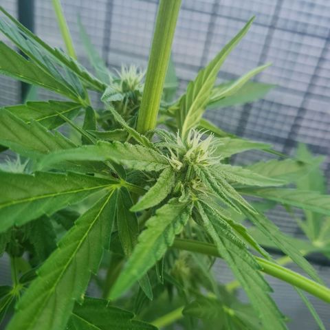Quick One growlog timeline photo