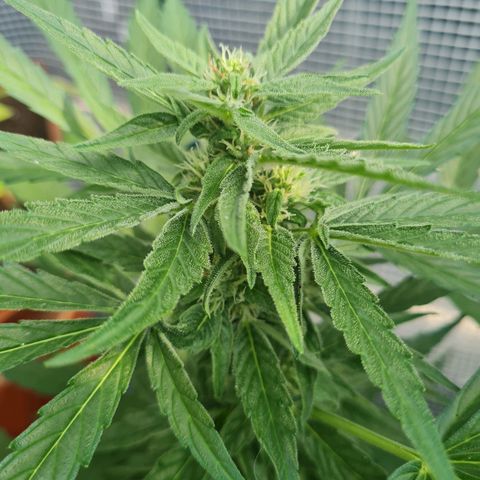 Quick One growlog timeline photo