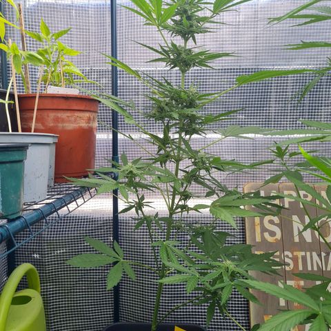 Quick One growlog timeline photo