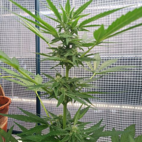 Quick One growlog timeline photo