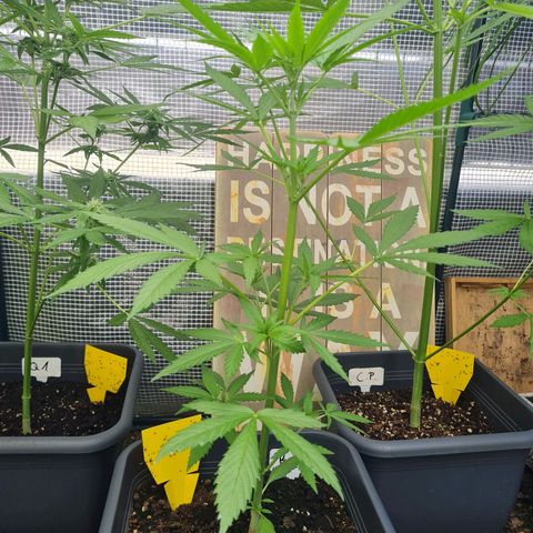 Royal Haze Automatic growlog timeline photo