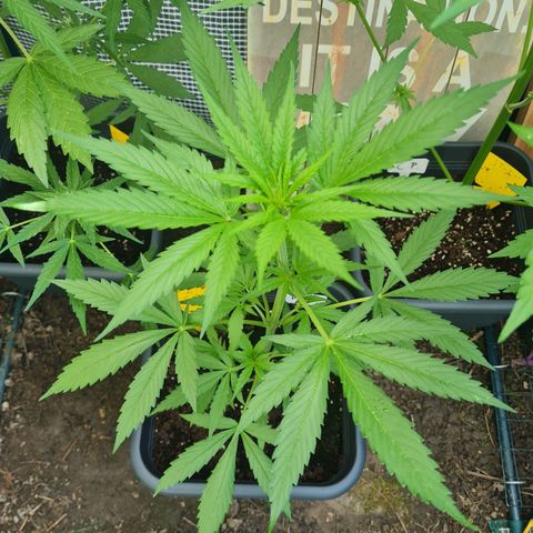 Royal Haze Automatic growlog timeline photo