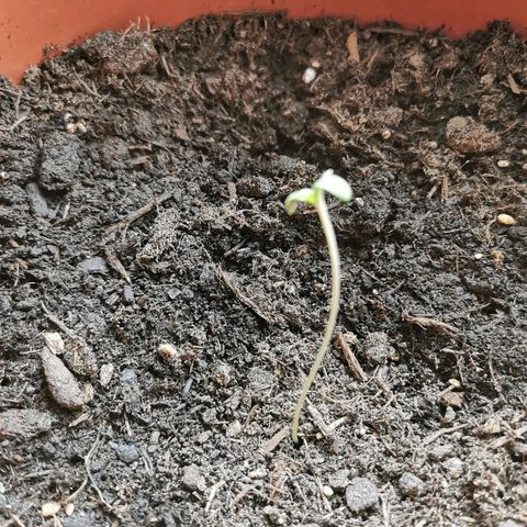 Critical growlog photo: Spargel Saison startet