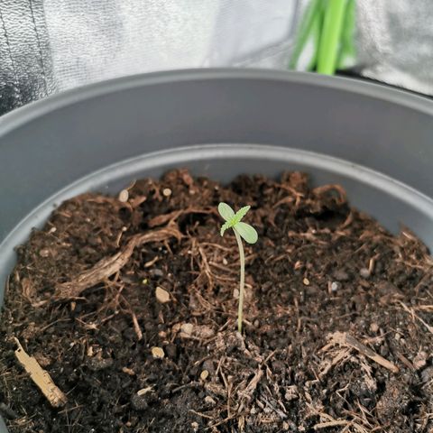 Mimosa Automatic growlog photo: Spargel Saison 