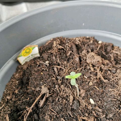 Bubble Kush Automatic growlog photo: Guter stamm 