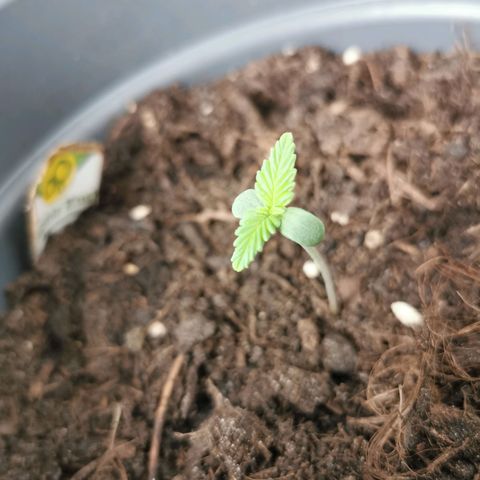 Bubble Kush Automatic growlog timeline photo