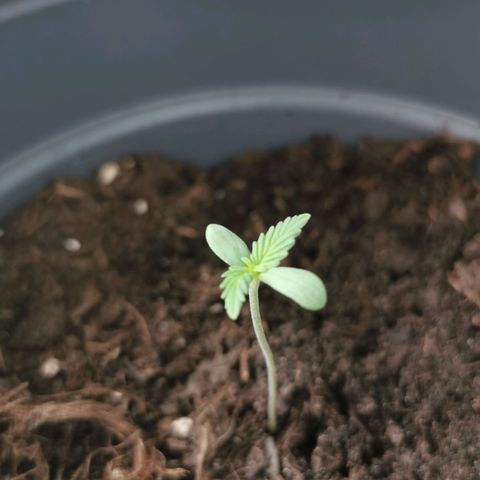 Mimosa Automatic growlog timeline photo