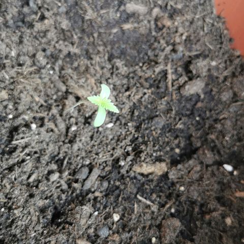 Critical growlog timeline photo