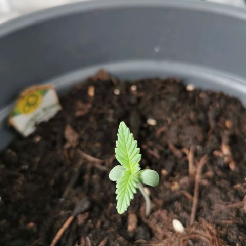 Bubble Kush Automatic growlog timeline photo