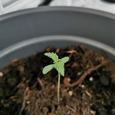 Mimosa Automatic growlog timeline photo