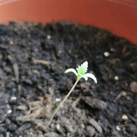 Critical growlog timeline photo