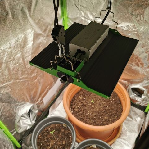 Bubble Kush Automatic growlog timeline photo