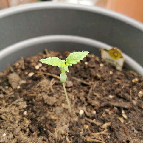 Bubble Kush Automatic growlog timeline photo
