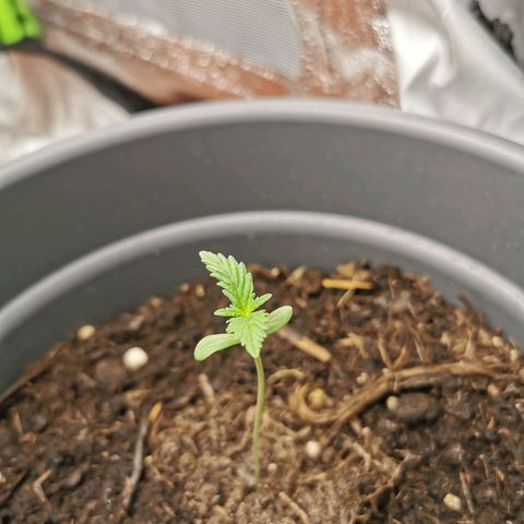 Mimosa Automatic growlog timeline photo