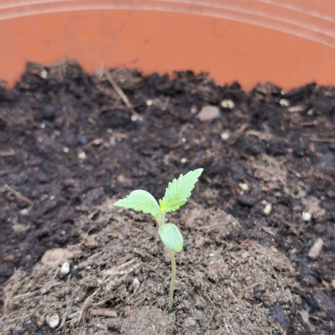 Critical growlog timeline photo