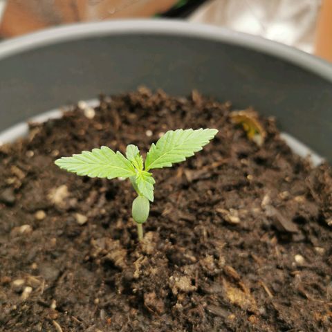 Bubble Kush Automatic growlog timeline photo