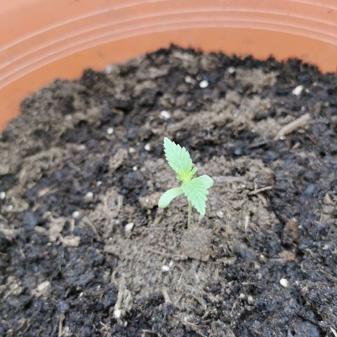 Critical growlog timeline photo