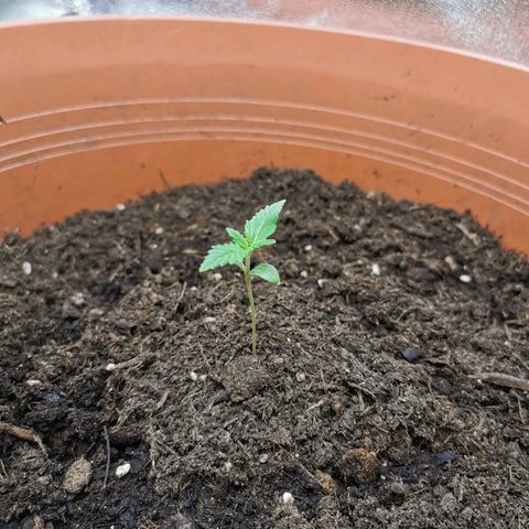 Critical growlog timeline photo