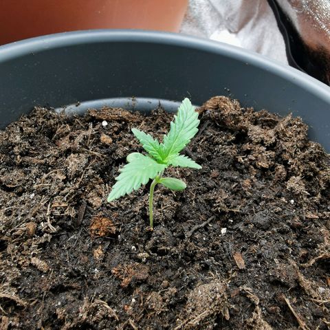 Mimosa Automatic growlog timeline photo