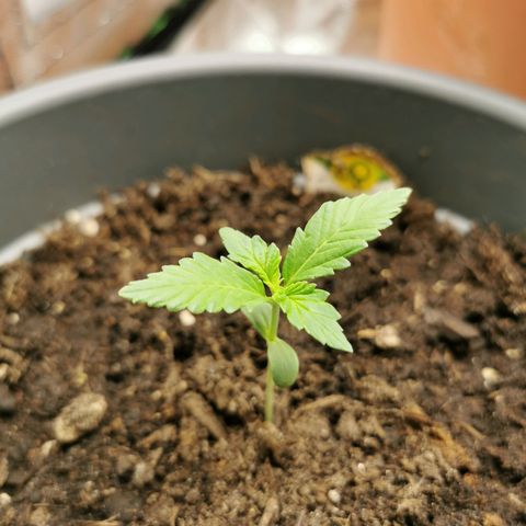 Bubble Kush Automatic growlog timeline photo