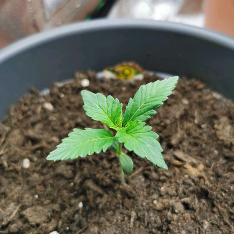 Bubble Kush Automatic growlog timeline photo