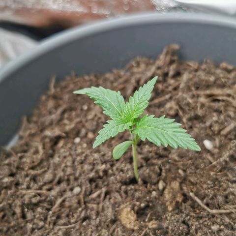 Mimosa Automatic growlog timeline photo