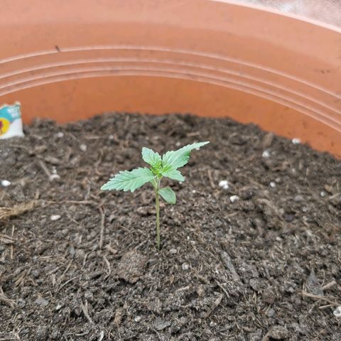 Critical growlog timeline photo